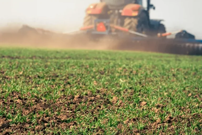 Houe rotative en action dans un champ pour optimiser le tallage et stimuler le développement racinaire des cultures.