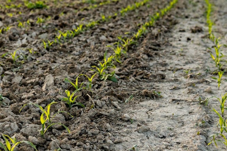 Jeunes pousses luttant pour percer une croûte de battance sur un sol agricole, un problème résolu par le passage de la houe rotative.