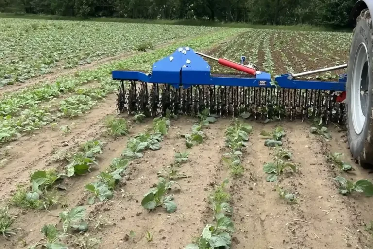 Houe rotative bleue travaillant sur des cultures levées, démontrant sa grande polyvalence d'utilisation sur céréales ou cultures industriell